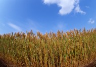 金色的麦田图片大全