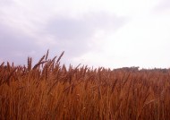 金色的麦田图片大全