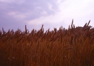 金色的麦田图片大全