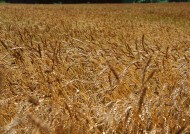 金色的麦田图片大全