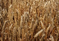 金色的麦田图片大全