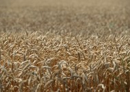 金色的麦田图片大全