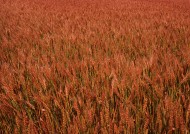 金色的麦田图片大全