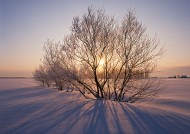 冬季的树木图片