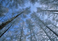 冬季的树木图片