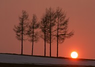 黄昏树木剪影图片