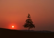 黄昏树木剪影图片