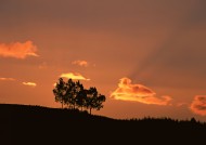 黄昏树木剪影图片