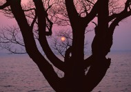 黄昏树木剪影图片