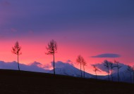 黄昏树木剪影图片