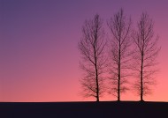 黄昏树木剪影图片