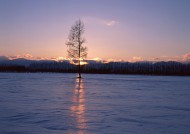 黄昏树木剪影图片