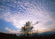 黄昏树木剪影图片