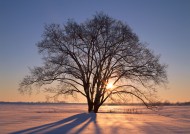 黄昏树木剪影图片