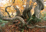 秋天的森林图片