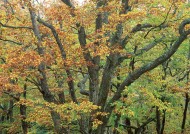 秋天的森林图片