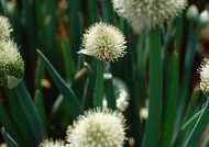 收获大葱图片大全