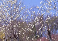 春季风景如画图片