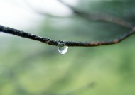 植物上的露珠图片大全