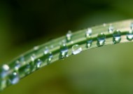 植物上的露珠图片大全