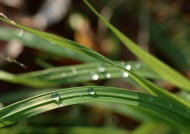 植物上的露珠图片大全