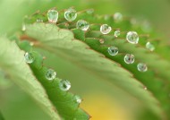 植物上的露珠图片大全