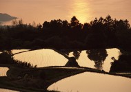 夕阳下的梯田图片