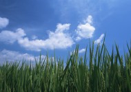 蓝天白云麦田图片