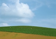 蓝天白云麦田图片