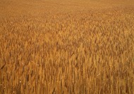 秋天的麦田图片