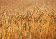 秋天的麦田图片