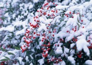 冬季树木植物图片