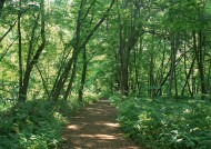 绿荫小路图片大全