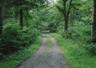 绿荫小路图片大全