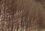 冬天的风景大全