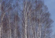 冬天的风景大全