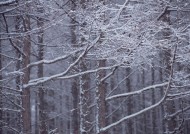 冬天的风景大全