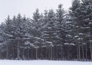 冬天的风景大全