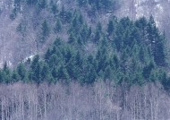 冬天的风景大全