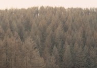 秋季森林图片大全