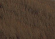 秋季森林图片大全