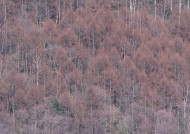 秋季森林图片大全