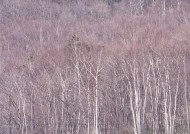 秋季森林图片大全