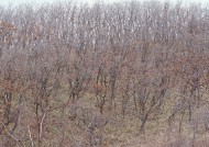 秋季森林图片大全