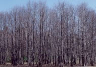 秋季森林图片大全