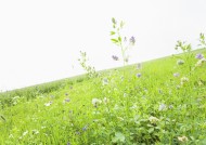 绿油油的草地图片