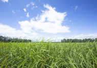 晴朗的天空和草地图片大全