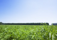 晴朗的天空和草地图片大全
