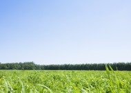 晴朗的天空和草地图片大全