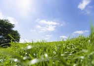 晴朗的天空和草地图片大全